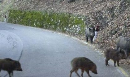 Incidente mortale A1: 400 schianti in 6 anni a causa dei cinghiali in Lombardia