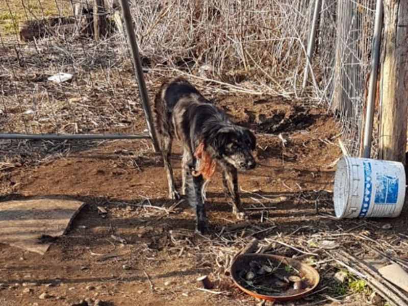 Cane alla catena tra feci e rifiuti: liberato dalle guardie zoofile VIDEO