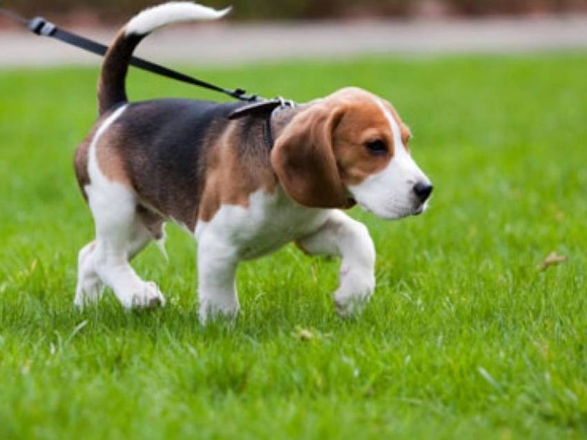 Cani avvelenati a Mantova: bocconi con topicida, fate attenzione