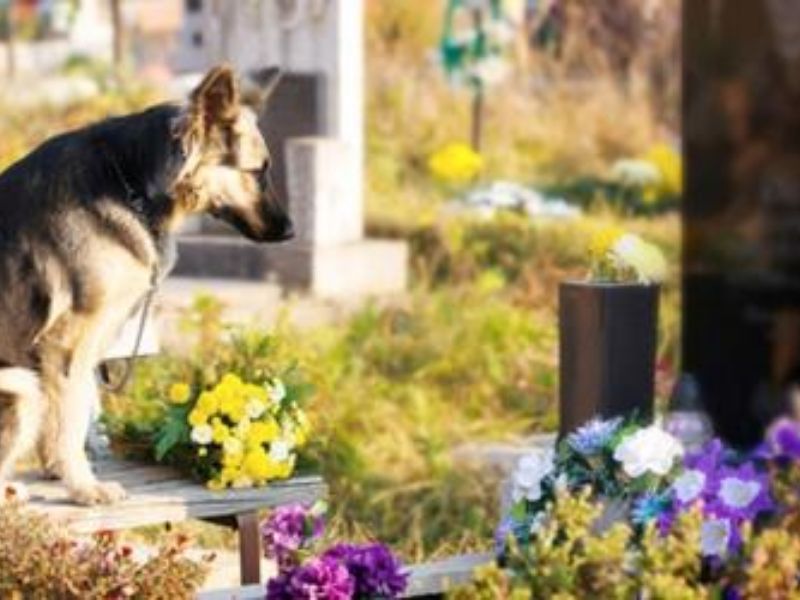 Cani seppelliti con i padroni, Regione approva legge