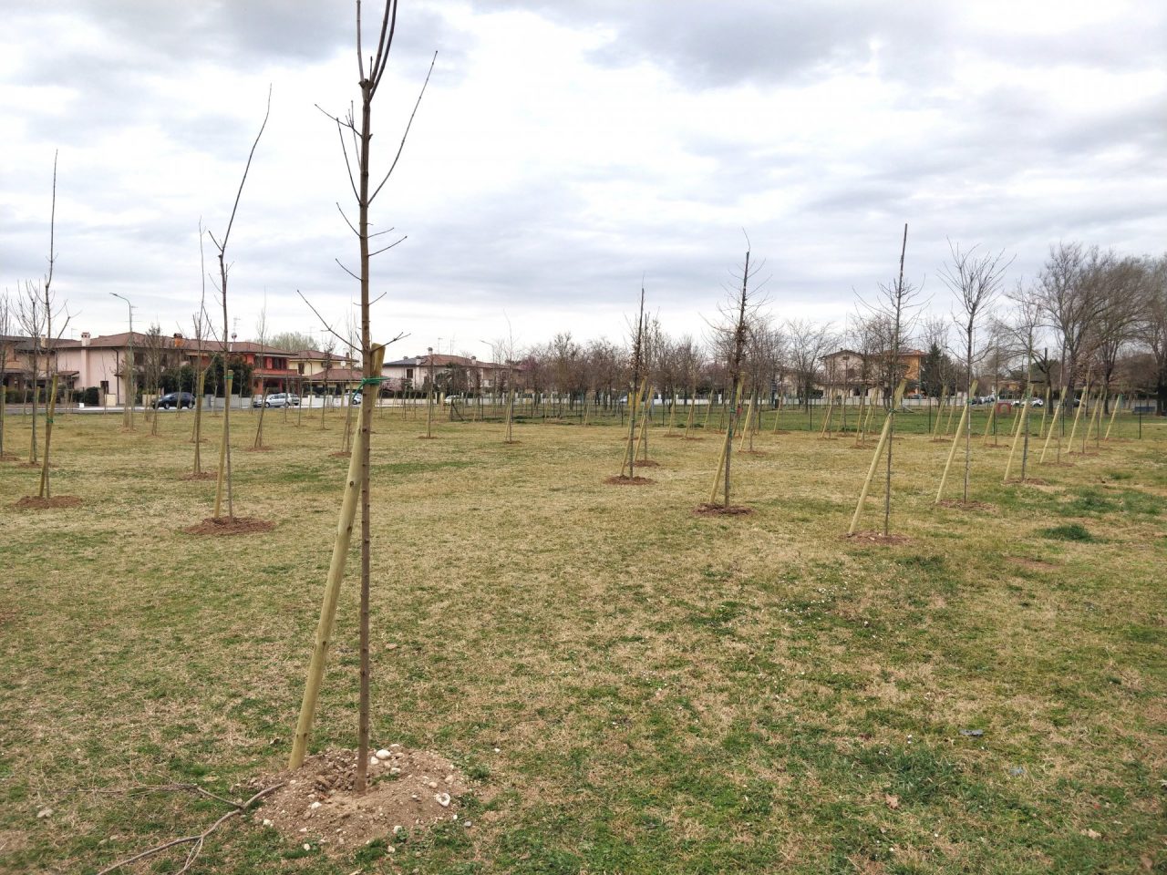 Bosco urbano Porto Mantovano: piantati 620 nuovi alberi FOTO