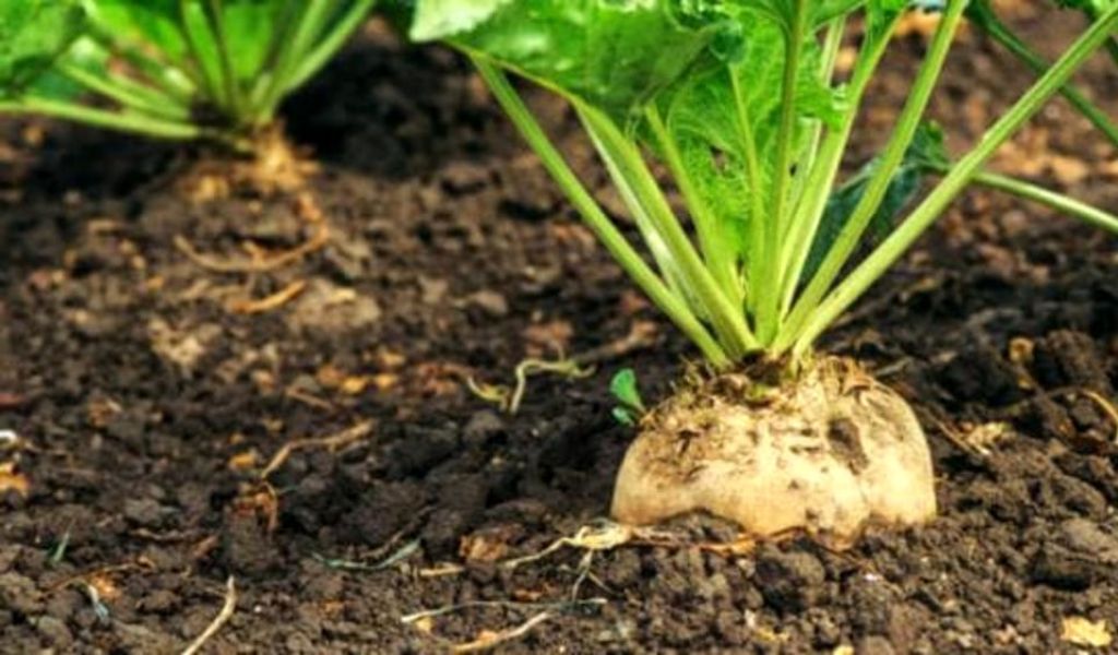 Barbabietola da zucchero verso l’estinzione nel Mantovano: lo dice Coldiretti
