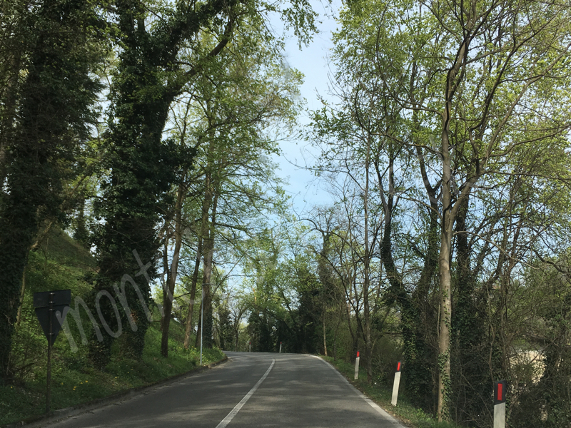Piante pericolose sulla salita del Castello