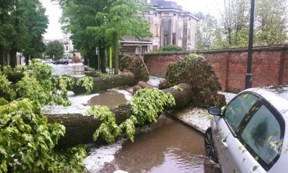 Maltempo a Mantova: pioggia e grandine e nella Bassa sradicati due enormi alberi FOTO