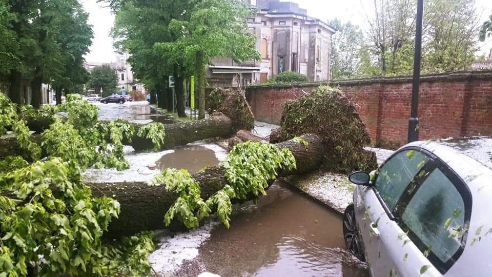 Maltempo a Mantova: pioggia e grandine e nella Bassa sradicati due enormi alberi FOTO
