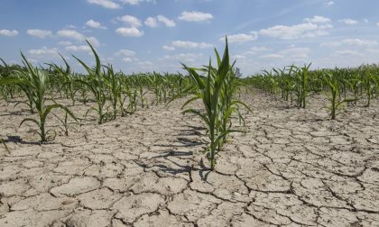 Crisi idrica, l'allarme di Coldiretti: "A rischio la sopravvivenza del territorio"
