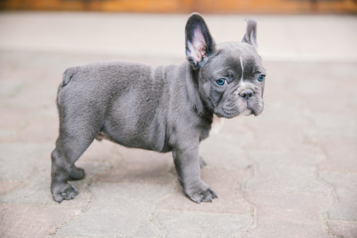 Truffa online ad Asola: vendono un cane bulldog “fantasma”