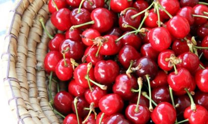 Mercato Lungorio: in vendita le ciliegie mantovane salvate dal maltempo