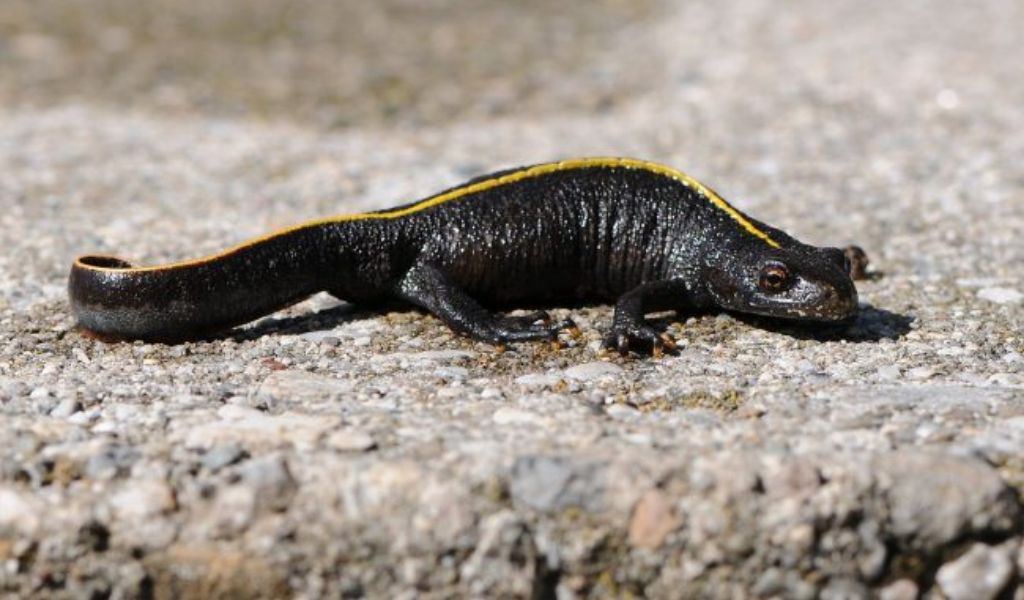 Trovati esemplari di tritone crestato italiano: è una specie minacciata