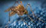 Come prevenire la diffusione delle zanzare? Un incontro pubblico