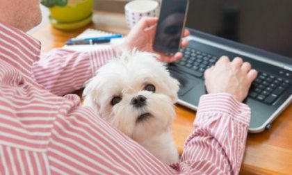Giornata del cane in ufficio: domani tutti al lavoro con il pet