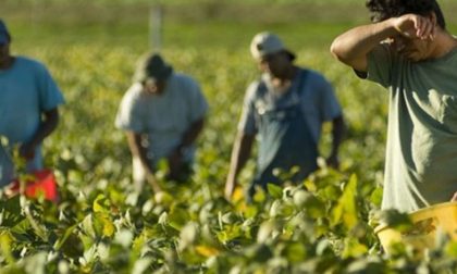Lavoro nero nei campi a Ostiglia: cinque persone arrestate