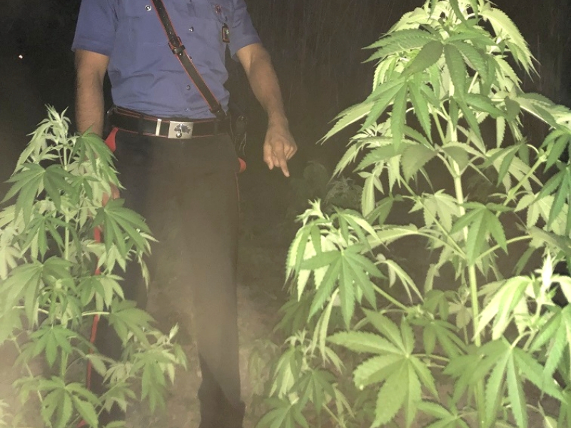 Piantagione di marijuana a Felonica: tre arresti