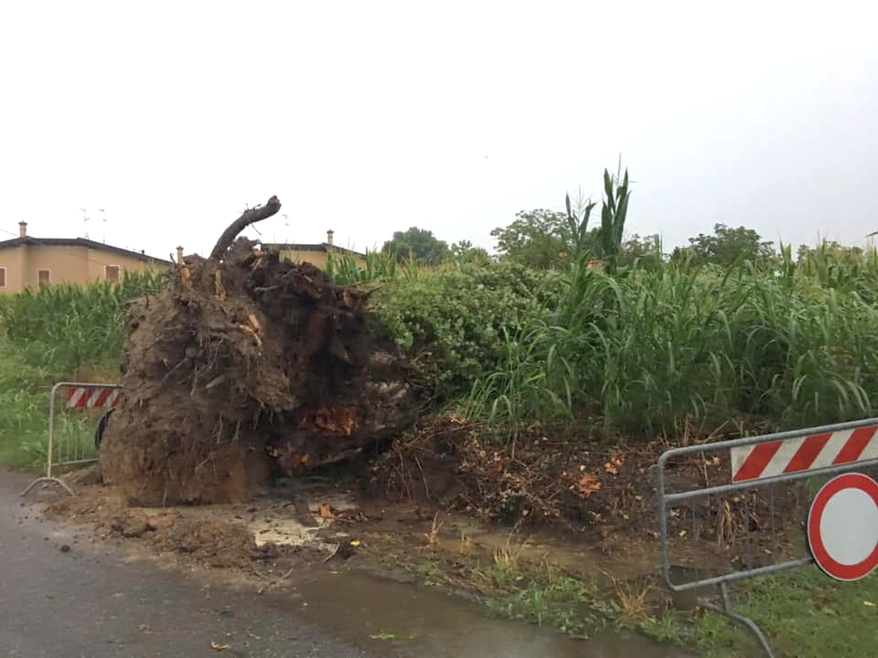 Maltempo in tutto il Mantovano: alberi e tralicci abbattuti