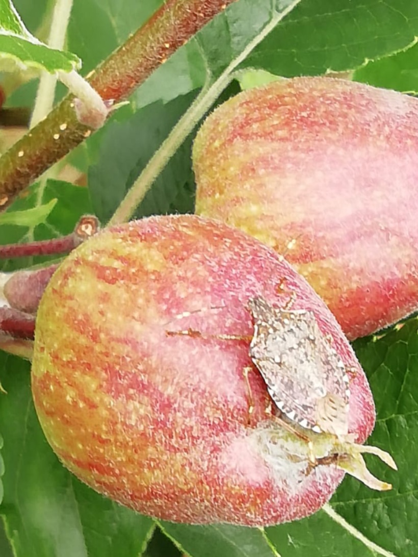 Coldiretti Mantova: 2 milioni di danni per colpa della cimice asiatica, serve la vespa samurai