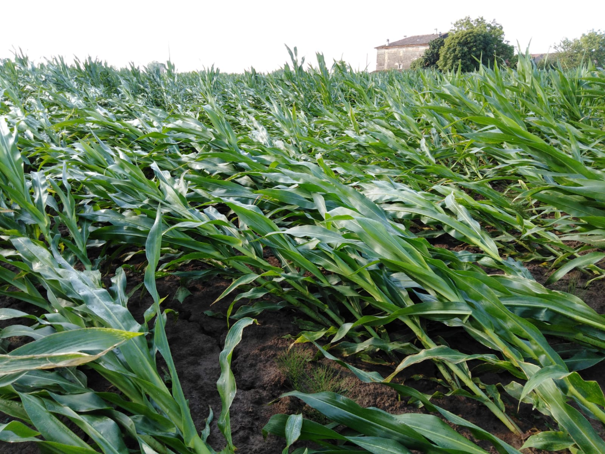 Danni da maltempo: il mantovano devastato dal vento