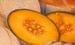 Anche la coltivazione del melone risente dei cambiamenti climatici