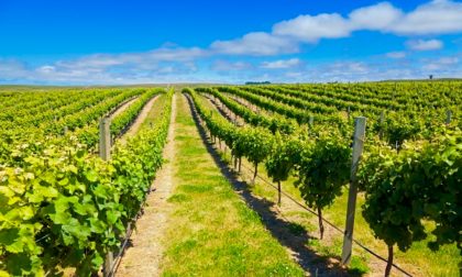 Dalla Regione oltre 400mila euro per impiantare vitigni pregiati