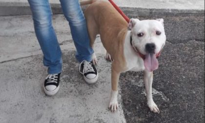 Il padrone parte per le ferie e lascia i cani chiusi nel box al buio