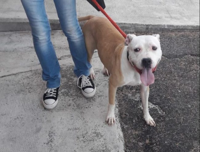 Il padrone parte per le ferie e lascia i cani chiusi nel box al buio