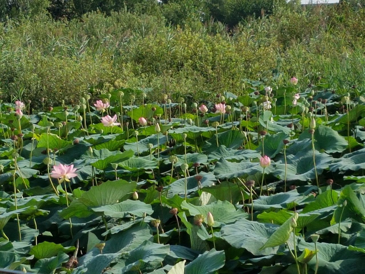 La Regione e Mantova si prendono cura del Parco del Mincio: i progetti