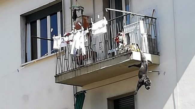Cane rimane appeso per una zampa al balcone: salvo per miracolo FOTO