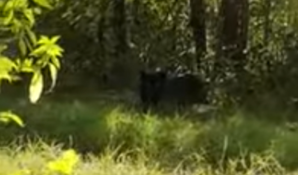 Ritorna l’allarme pantera a Cremona: il felino ripreso in un video