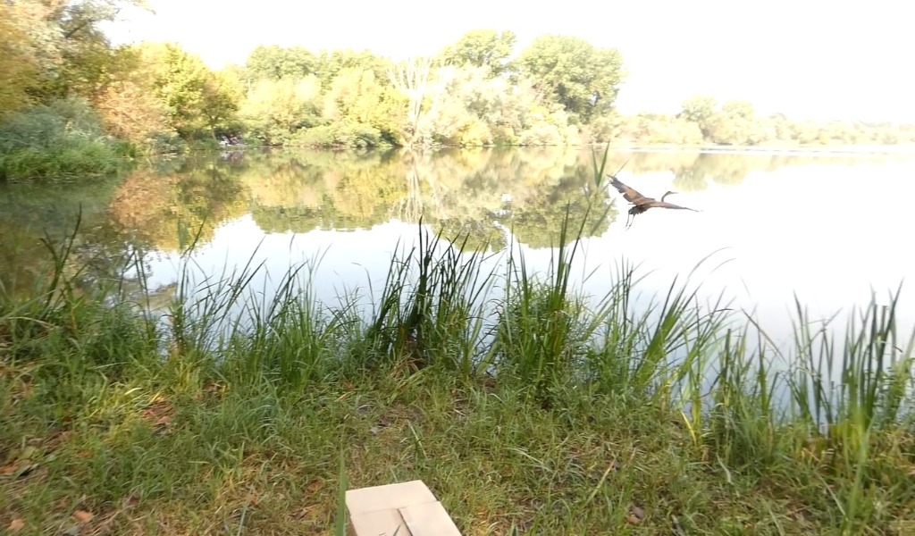 Si riposava tra i condomini mantovani: airone rosso salvato e rimesso in libertà VIDEO