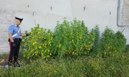 Nell’orto anzichè pomodori o zucchine, coltivava… marijuana