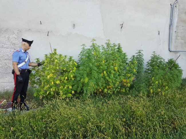 Nell’orto anzichè pomodori o zucchine, coltivava… marijuana