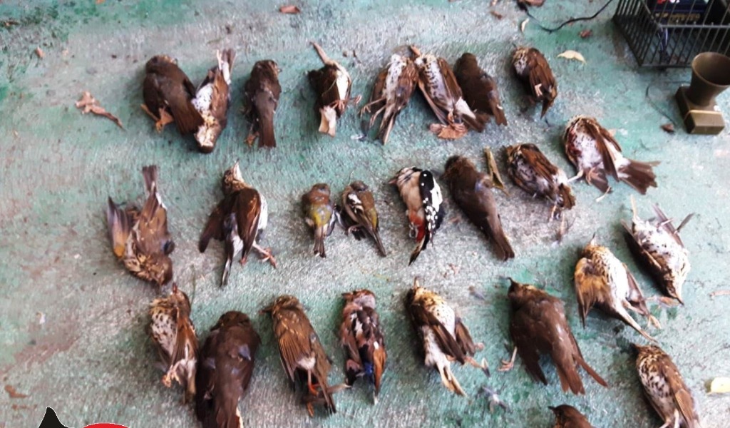Basta bracconaggio e caccia a specie protette: “Regione faccia la sua parte”