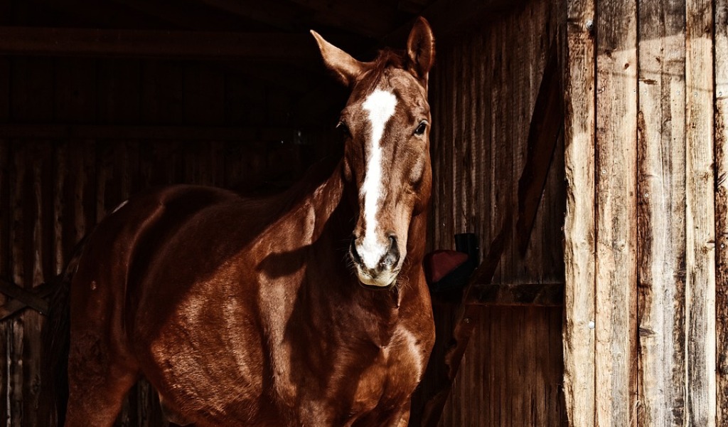 Cavallo in fuga: dopo la passeggiatina tra i campi si è fatto riportare al maneggio