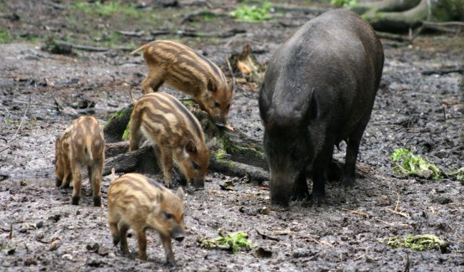 Animali selvatici, Coldiretti Mantova segnala colonia di cinghiali nell’Asolano