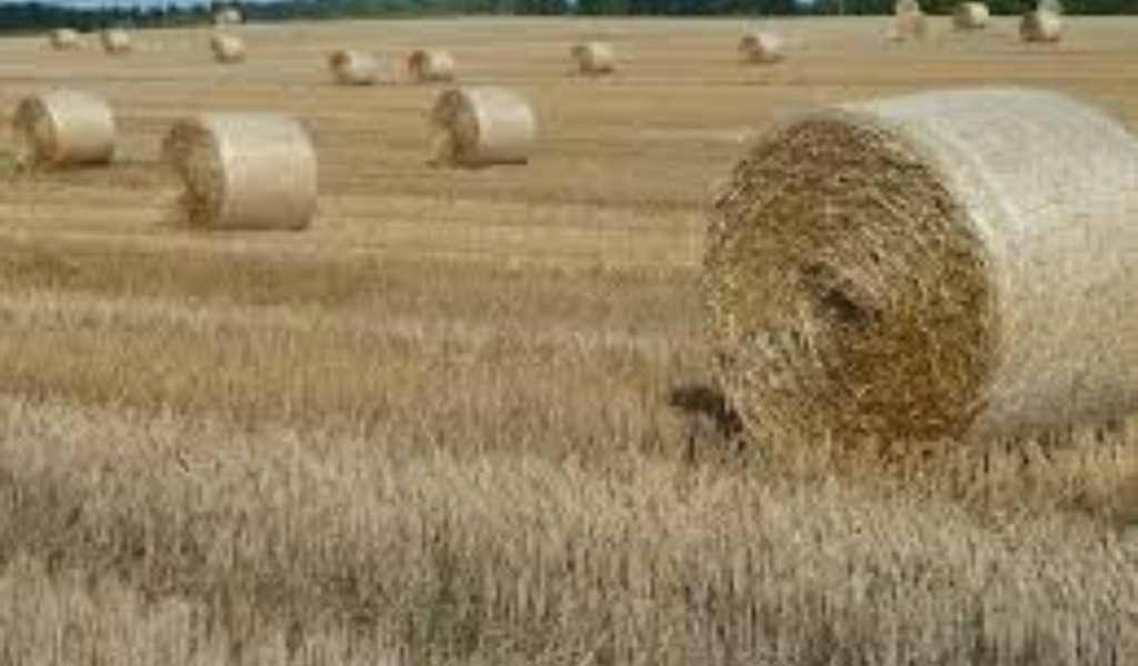 I cambiamenti climatici colpiscono anche il fieno: raccolta ritardata e produzioni in calo