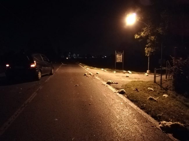 Strage di polli per strada, ecco cos’è successo FOTO VIDEO