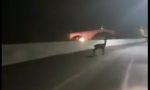 Bambi si lancia dal ponte per sfuggire a motociclista VIDEO SHOCK