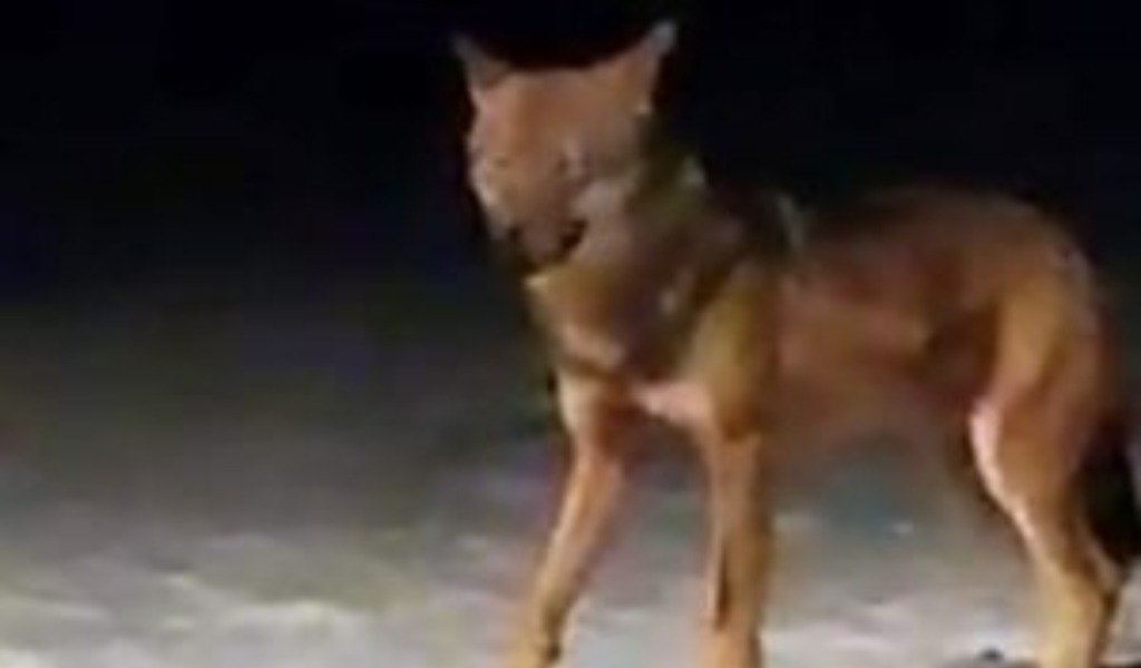 Filmato un lupo a Bormio? VIDEO SPETTACOLARE