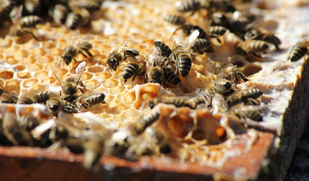 Apicoltura, Rolfi: accordo con associazioni produttori