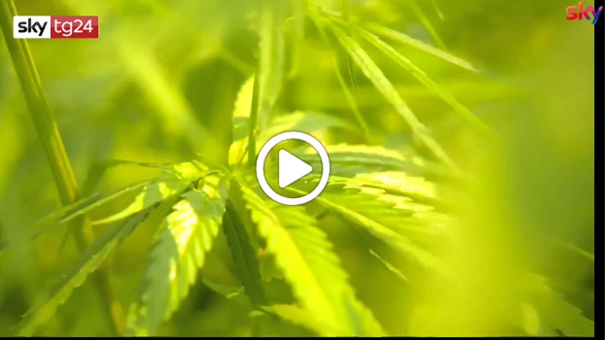 La Suprema Corte: “Coltivare cannabis in casa non è reato” VIDEO | I casi nella Bassa