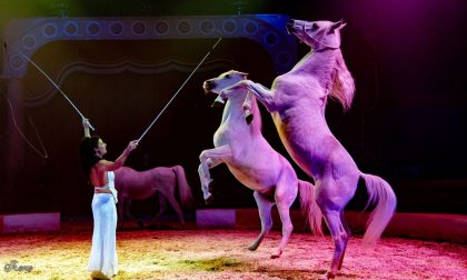 A Mantova il circo con animali è vietato dal 2015... ma a Curtatone no