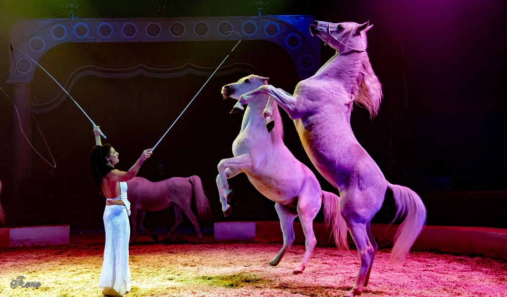 A Mantova il circo con animali è vietato dal 2015… ma a Curtatone no