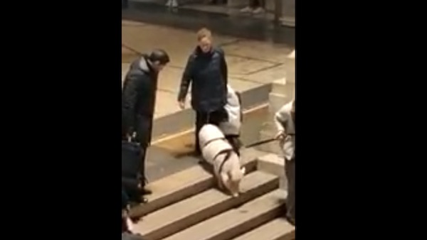 Maiale al guinzaglio in stazione Centrale: il VIDEO diventa virale