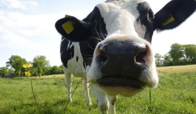 Una mucca «bacchetta» Babbo Natale: querelata