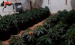 Scoperta maxi serra di cannabis: 12 stanze piene di piante di canapa VIDEO
