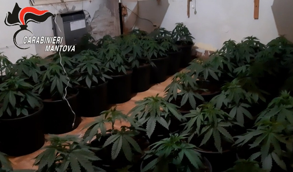 Scoperta maxi serra di cannabis: 12 stanze piene di piante di canapa VIDEO