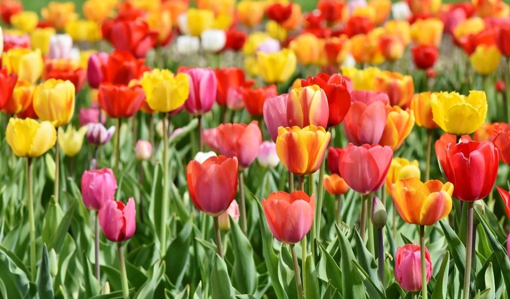 La poesia che sconfigge la paura, l’inno alla vita che verrà