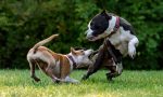Due Pitbull liberi attaccano un cane, i proprietari finiscono in pronto soccorso per difenderlo