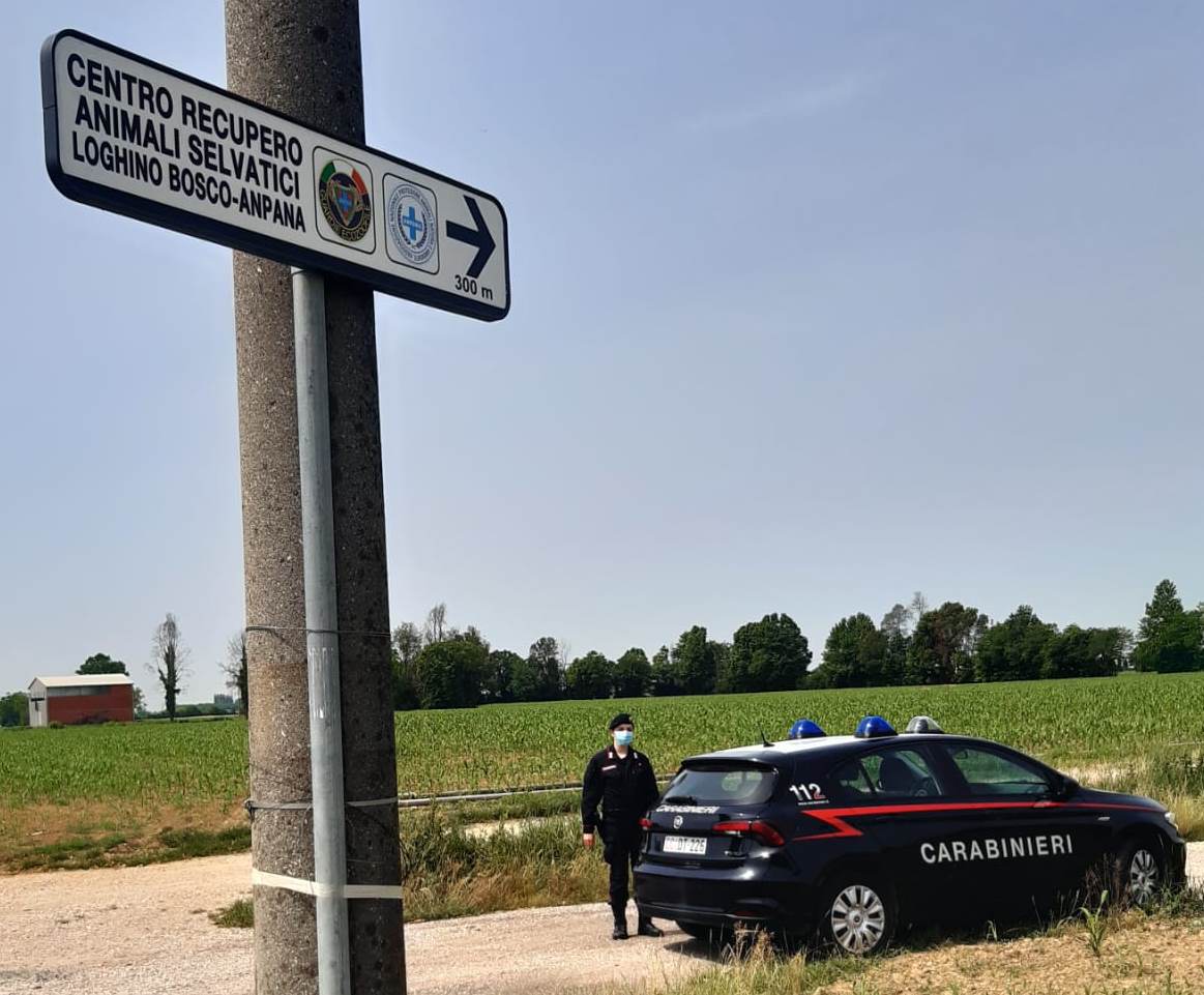 22052020 - SAN GIORGIO BIGARELLO - CARABINIERI SALVANO TARTARUGA PROTETTA1