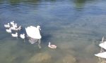 Cucciolo di cigno salvato da un filo da pesca e rimesso in libertà FOTO e VIDEO