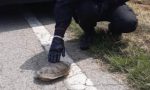 Giorgina, la tartaruga 20enne salvata dai Carabinieri di San Giorgio Bigarello